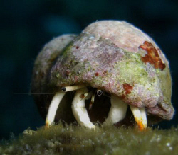 A hermit crab Casio Exilim ZX1200 by Andrew Macleod 